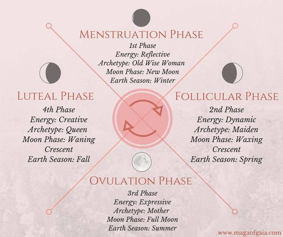 The 4 Phases of the Menstrual Cycle — Sweet Beet Acupuncture